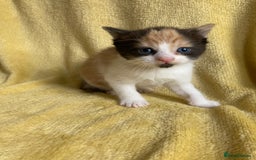 Maine Coon cats for sale: Maine coon x - Image 3