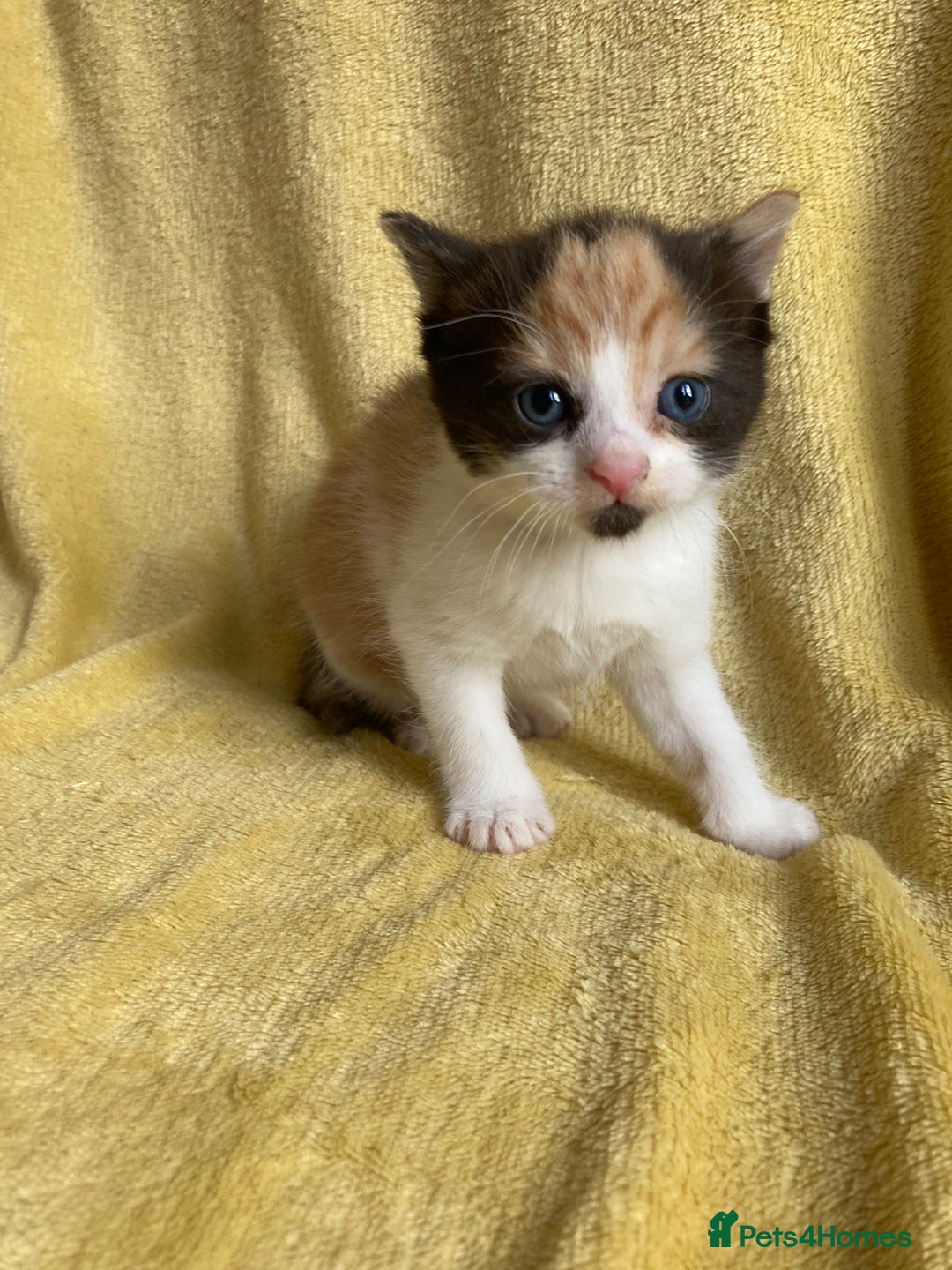 Maine Coon cats for sale: Maine coon x - Image 3
