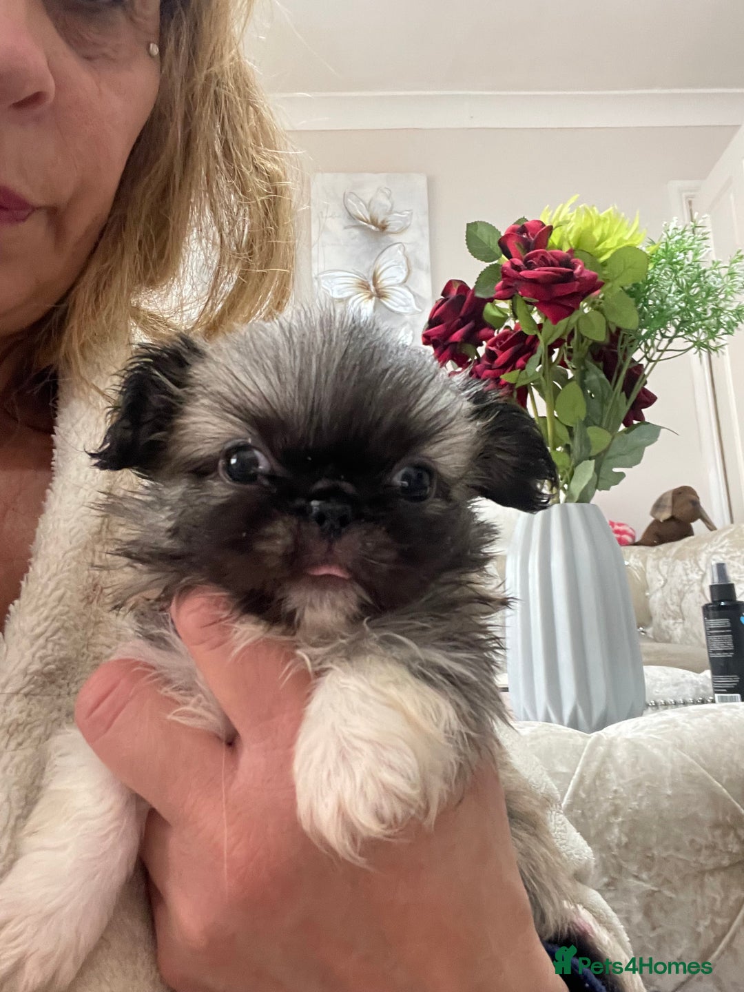 Pekingese dogs for sale: Top Quality Pekingese puppies  in Rugby - Image 16