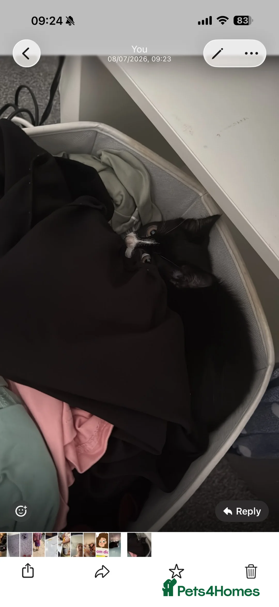 Mixed Breed cats for sale: 12 week old kitten in Birmingham - Advert 2