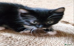 Mixed Breed cats for sale: Adorable kittens looking for loving homes - Image 13