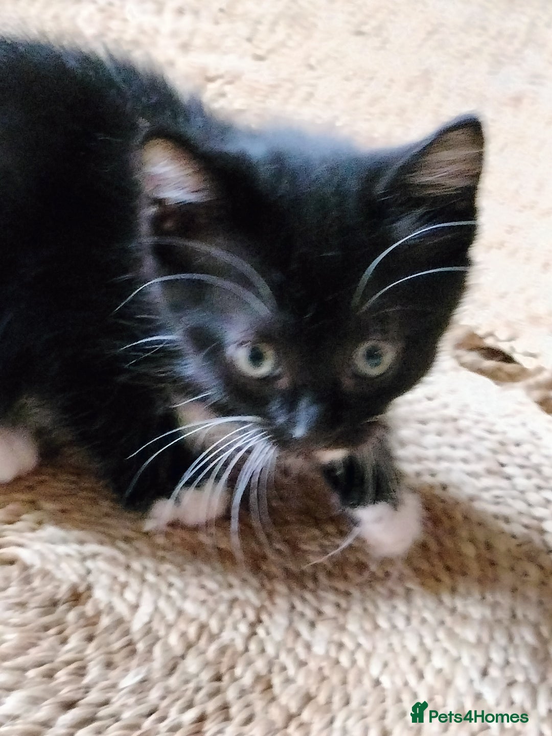 Mixed Breed cats for sale: Adorable kittens looking for loving homes - Image 13