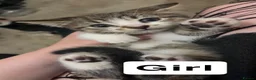 Mixed Breed cats for sale: Cats for sale  - Advert 7