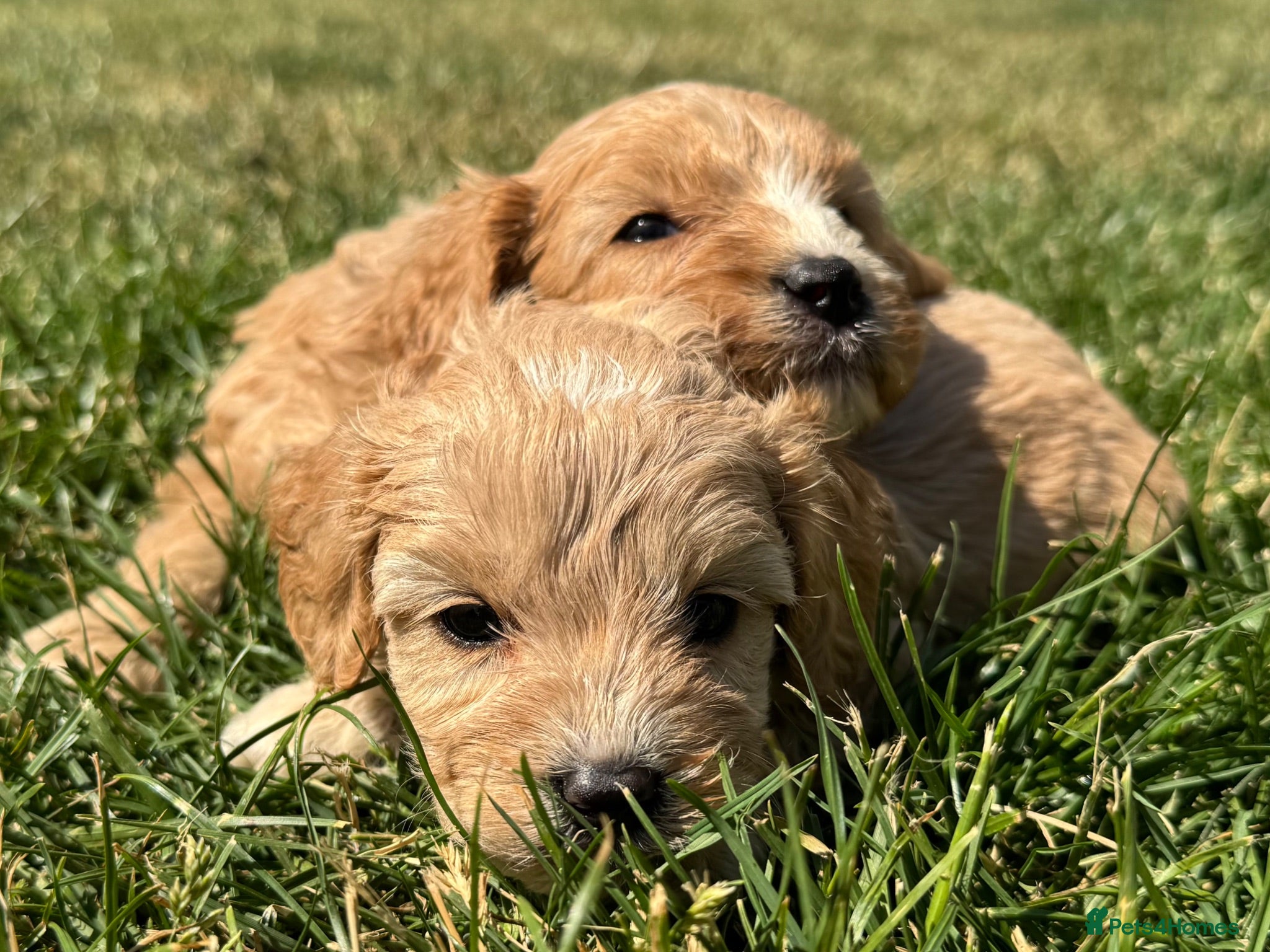 Cavapoo dogs F1 cavapoo males 💙💚 - Advert 2