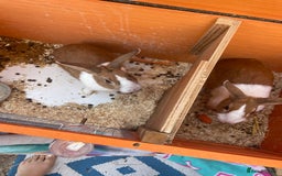 Netherland Dwarf rabbits for sale: 2 beautiful dwarf rabbits - Image 3