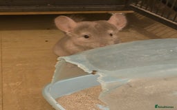 Chinchilla rodents for sale: Gorgeous Hetero beige and standard  kits  - Image 16