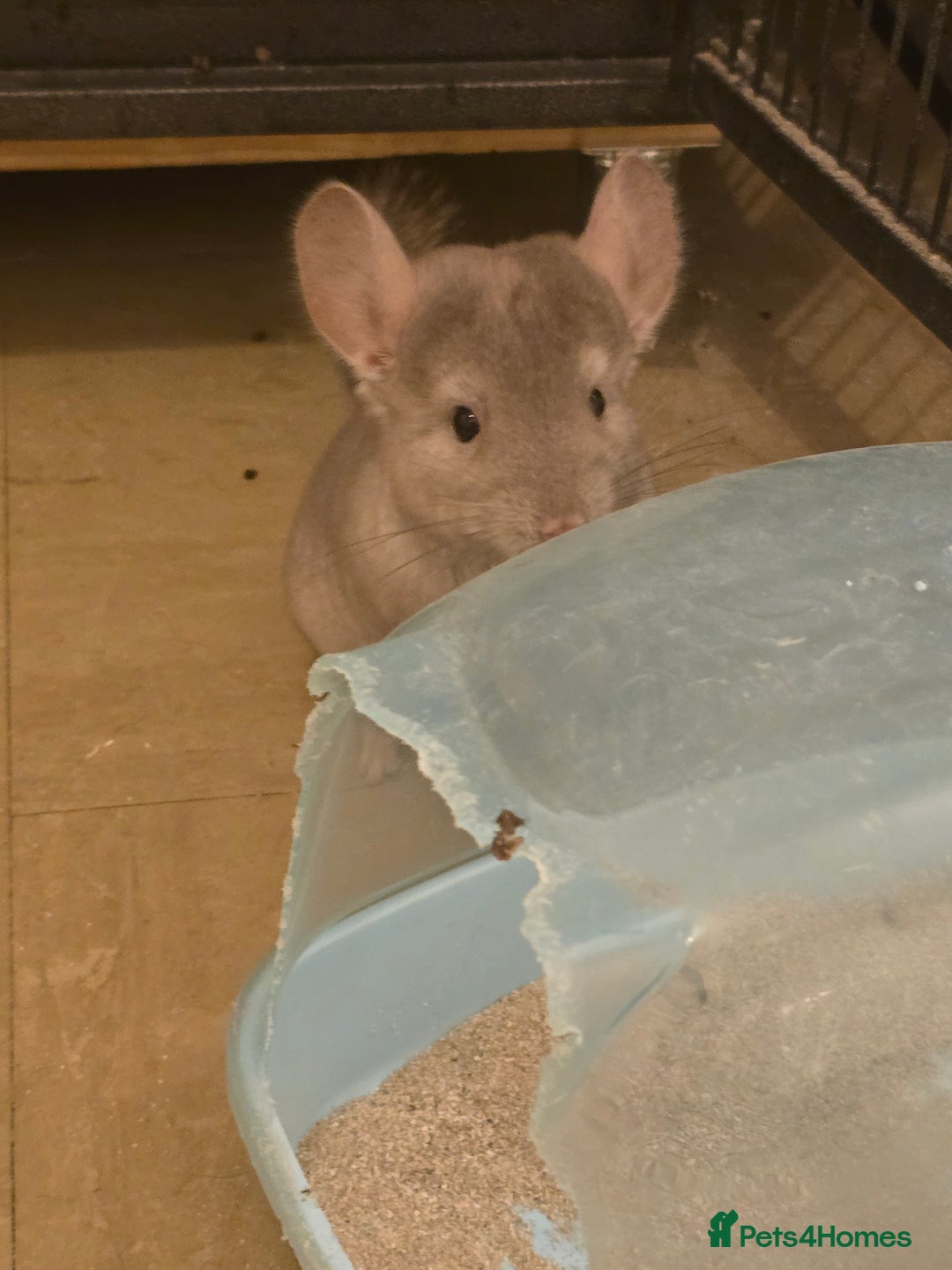 Chinchilla rodents for sale: Gorgeous Hetero beige and standard  kits  - Image 16