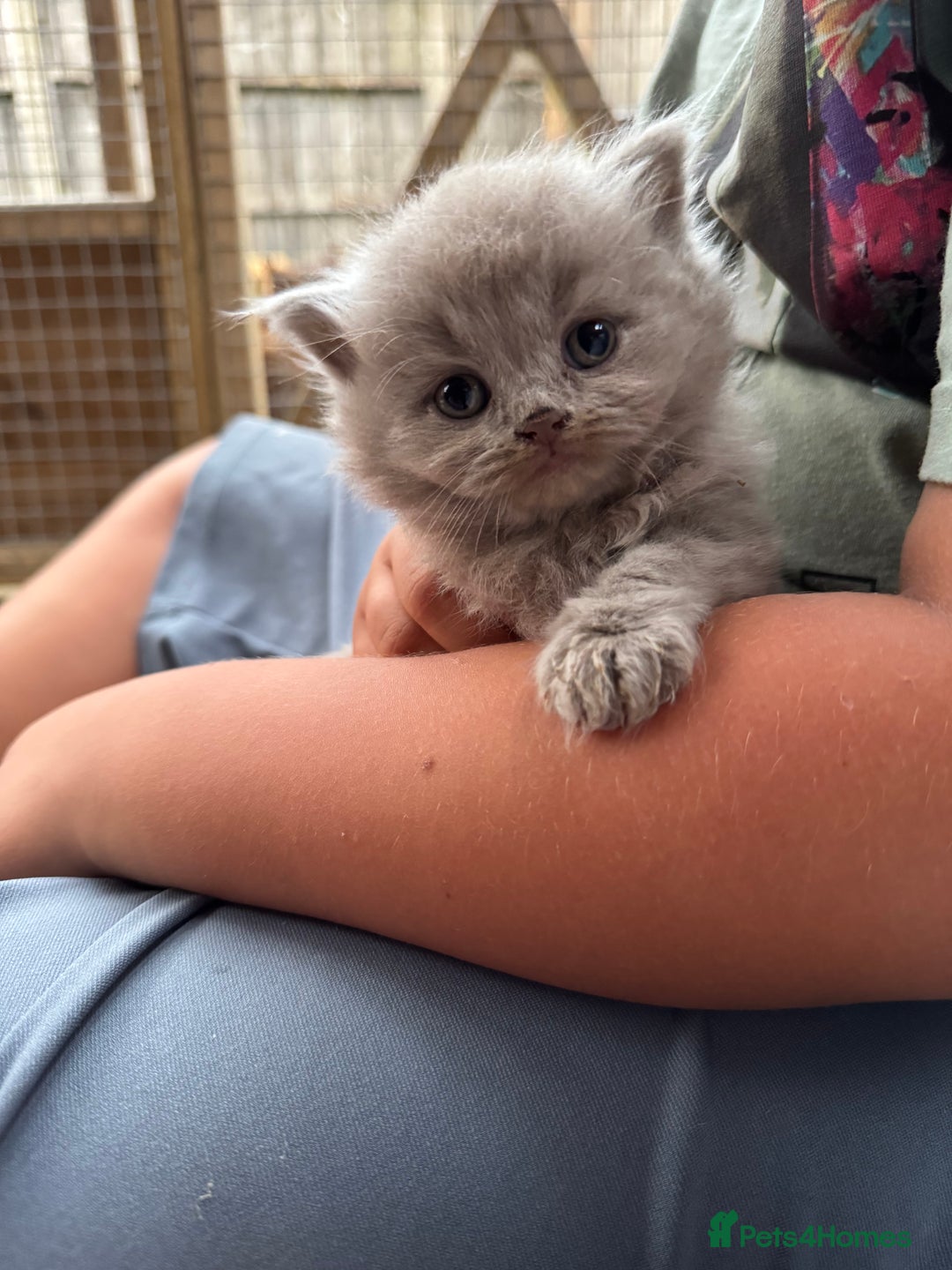 British Shorthair cats for sale: GCCF registered lilac kittens  - Image 8