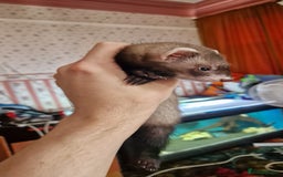 Ferret rodents for sale: 3 mixed EU Polecat Jills for sale - Image 5