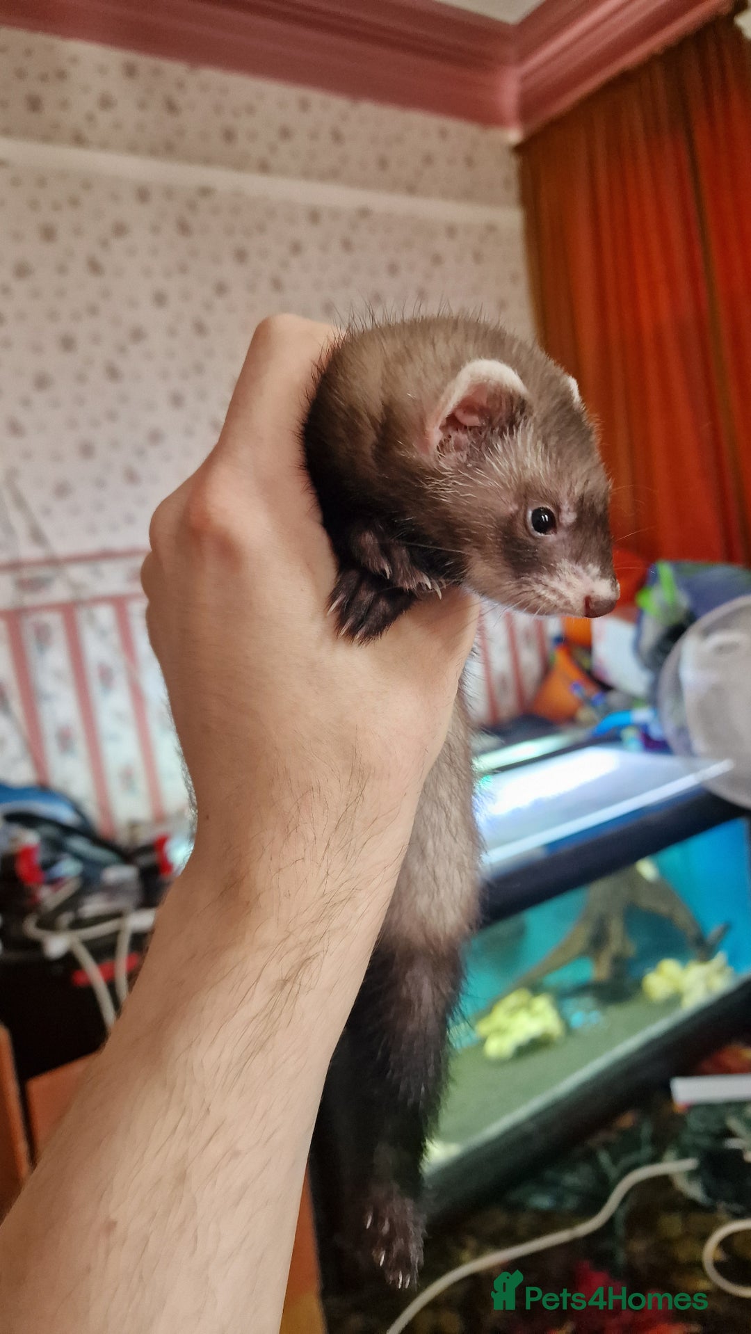Ferret rodents for sale: 3 mixed EU Polecat Jills for sale - Image 5