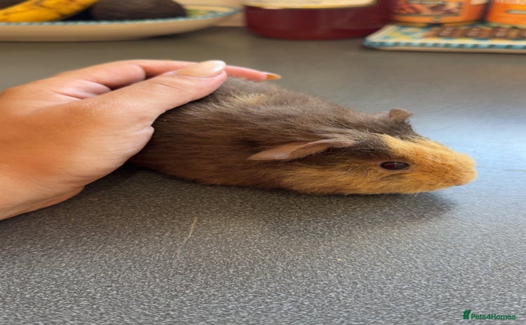 Guinea Pig rodents - Advert 2