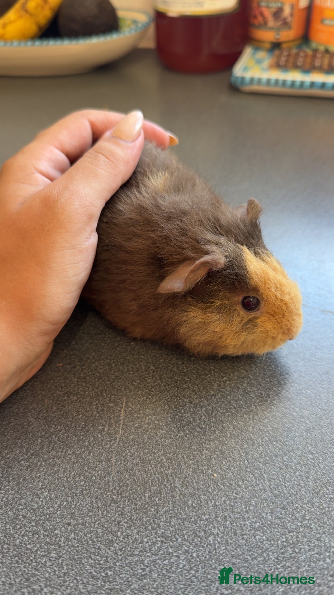 Guinea Pig rodents for sale: Male Guinea Pig Looking for a Loving Home - Image 1