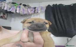 Mixed Breed dogs for sale: Belgian Malinois X Shar-pei puppies  - Image 34