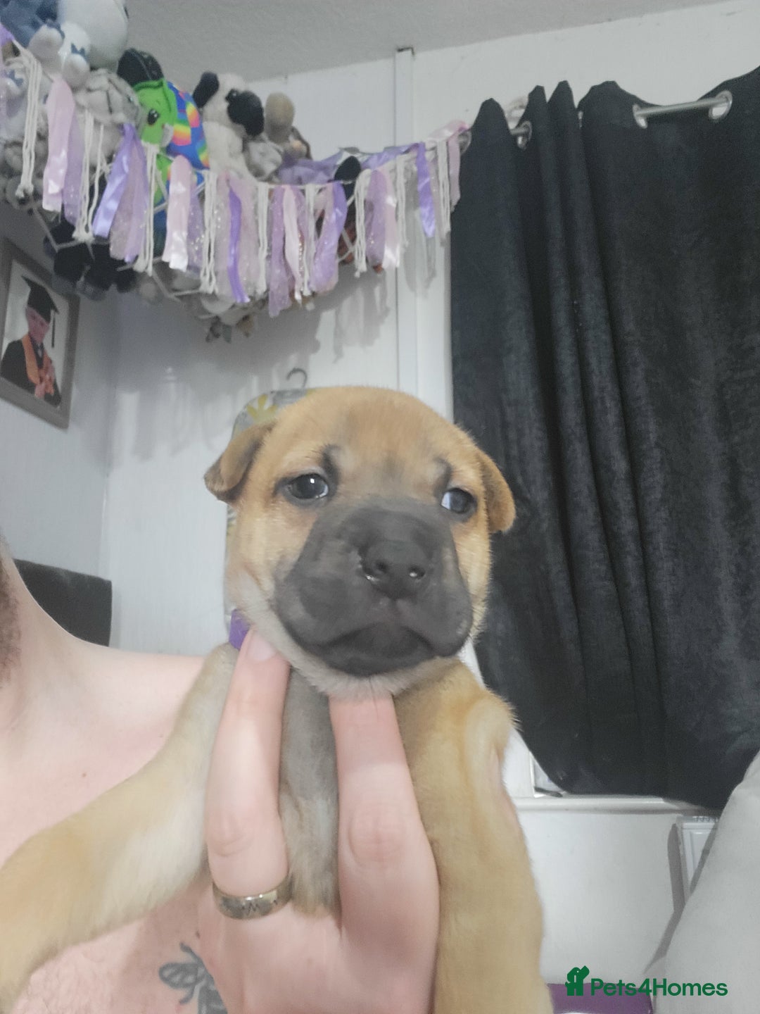 Mixed Breed dogs for sale: Belgian Malinois X Shar-pei puppies  - Image 34