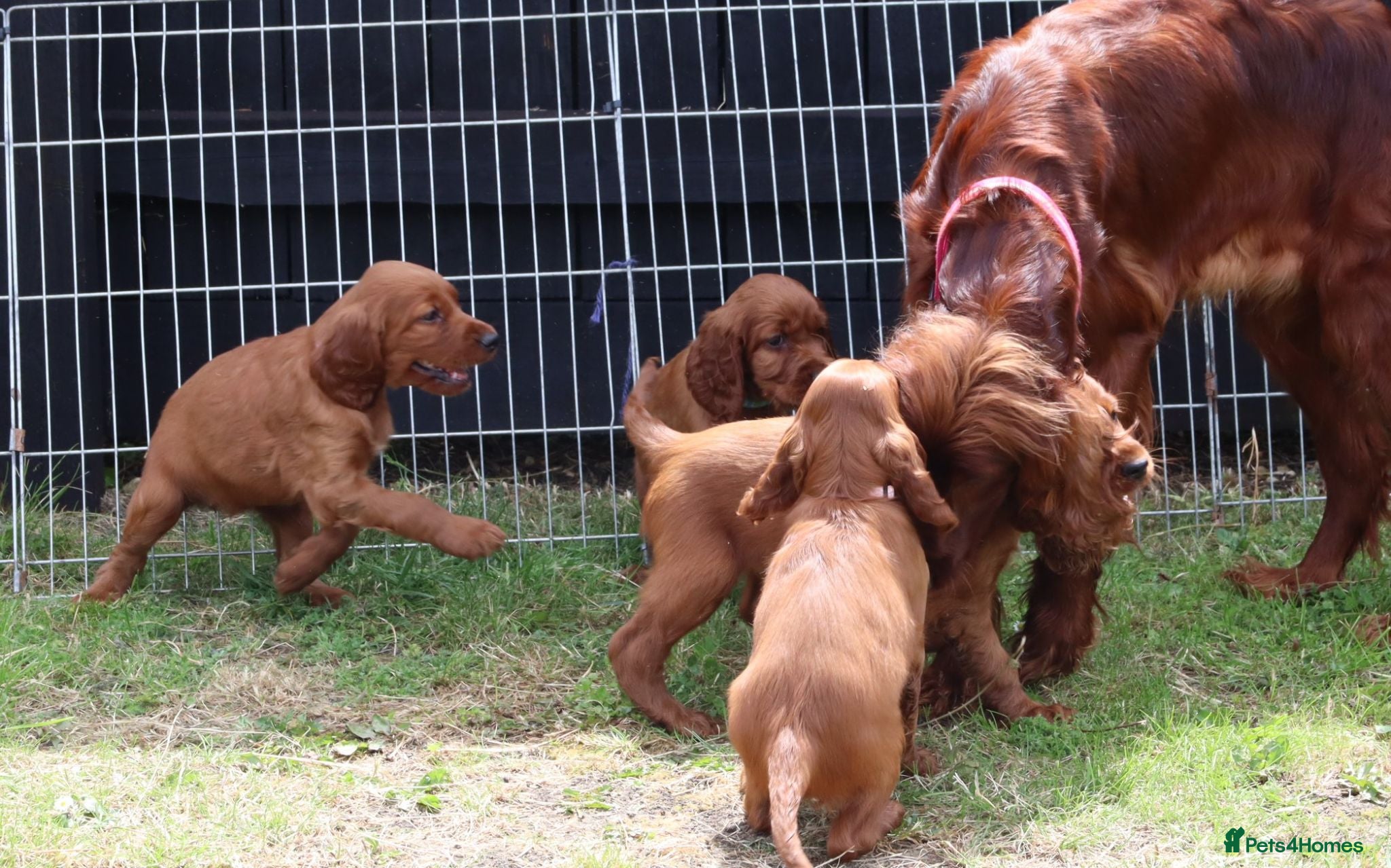 Irish Setter dogs Just 2 Gorgeous irish Setter boys available - Advert 1