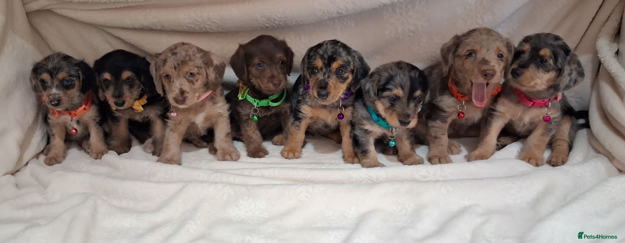 Jack Russell dogs ♡Beautiful Jack Russel Puppies ready now ♡ - Advert 2
