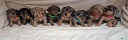 Jack Russell dogs for sale: ♡♡♡Beautiful Jack Russel Puppies Ready Soon!!♡♡♡ - Advert 7