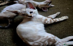 Siamese cats for sale: 3 stunning babies ready to leave now!!! - Image 1