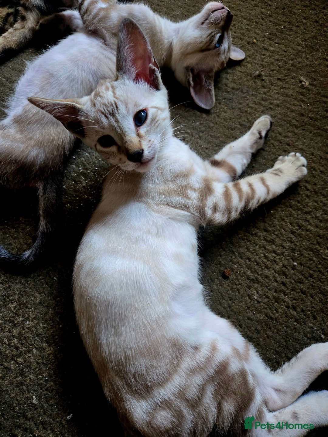 Siamese cats for sale: 3 stunning babies ready to leave now!!! - Image 1