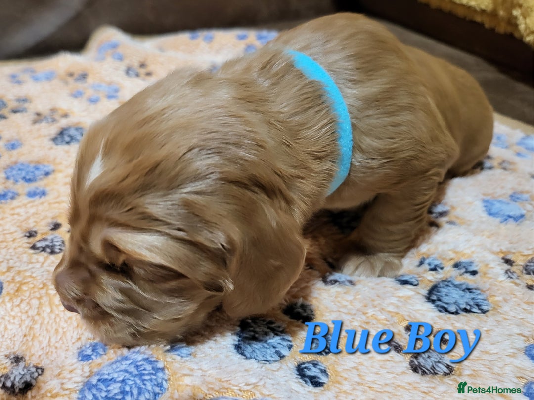 Cocker Spaniel dogs for sale: Working Cocker Spaniel Pups - Advert 9