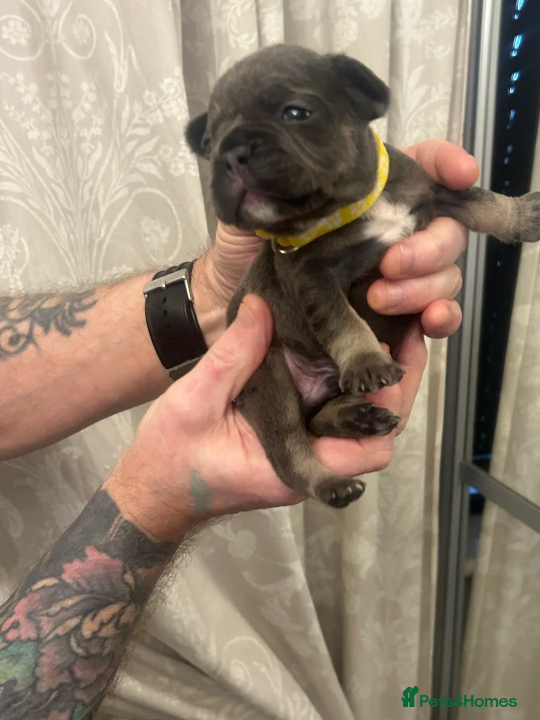 French Bulldog dogs for sale: 9 top quality fluffy carrying french bulldogs  - Advert 15