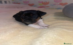 Jack Russell dogs for sale: Stunning Jack Russell puppies - Image 13