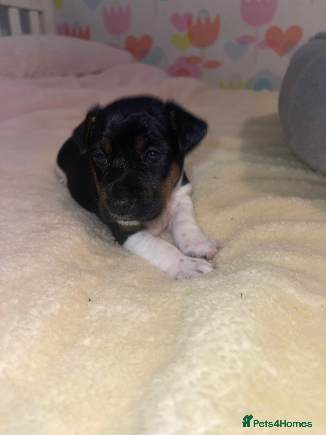 Jack Russell dogs for sale: Stunning Jack Russell puppies - Image 13