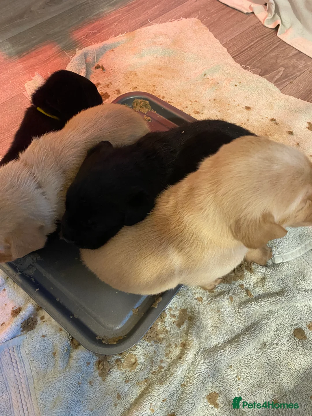 Labrador Retriever dogs for sale: Fully Health Tested KC Registered Labrador Puppy - Advert 10