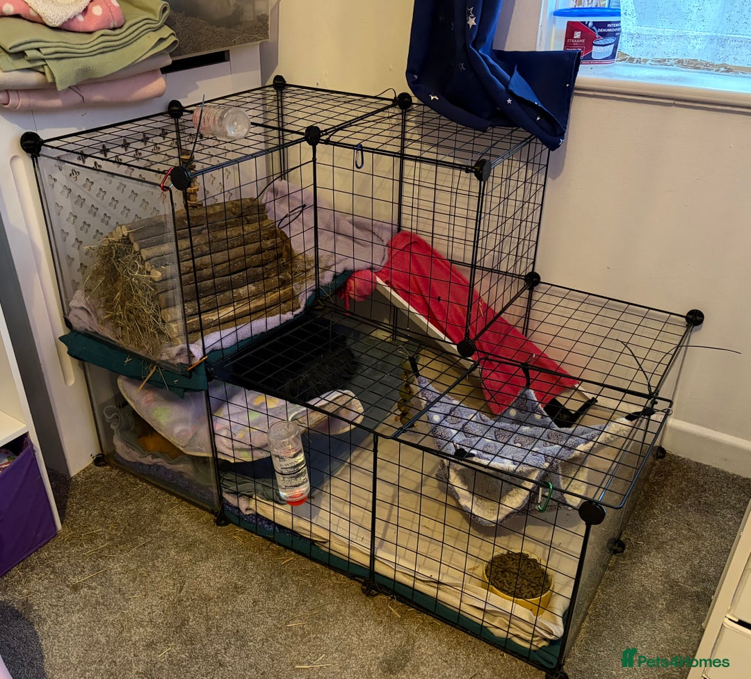 Guinea Pig rodents for sale: 2 female guinea pigs - 19 months - INDOOR ONLY - Advert 4