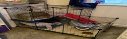 Guinea Pig rodents for sale: 2 female guinea pigs - 19 months - INDOOR ONLY - Advert 4