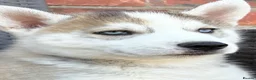 Siberian Husky dogs for sale: Siberian husky puppy boys  - Advert 2