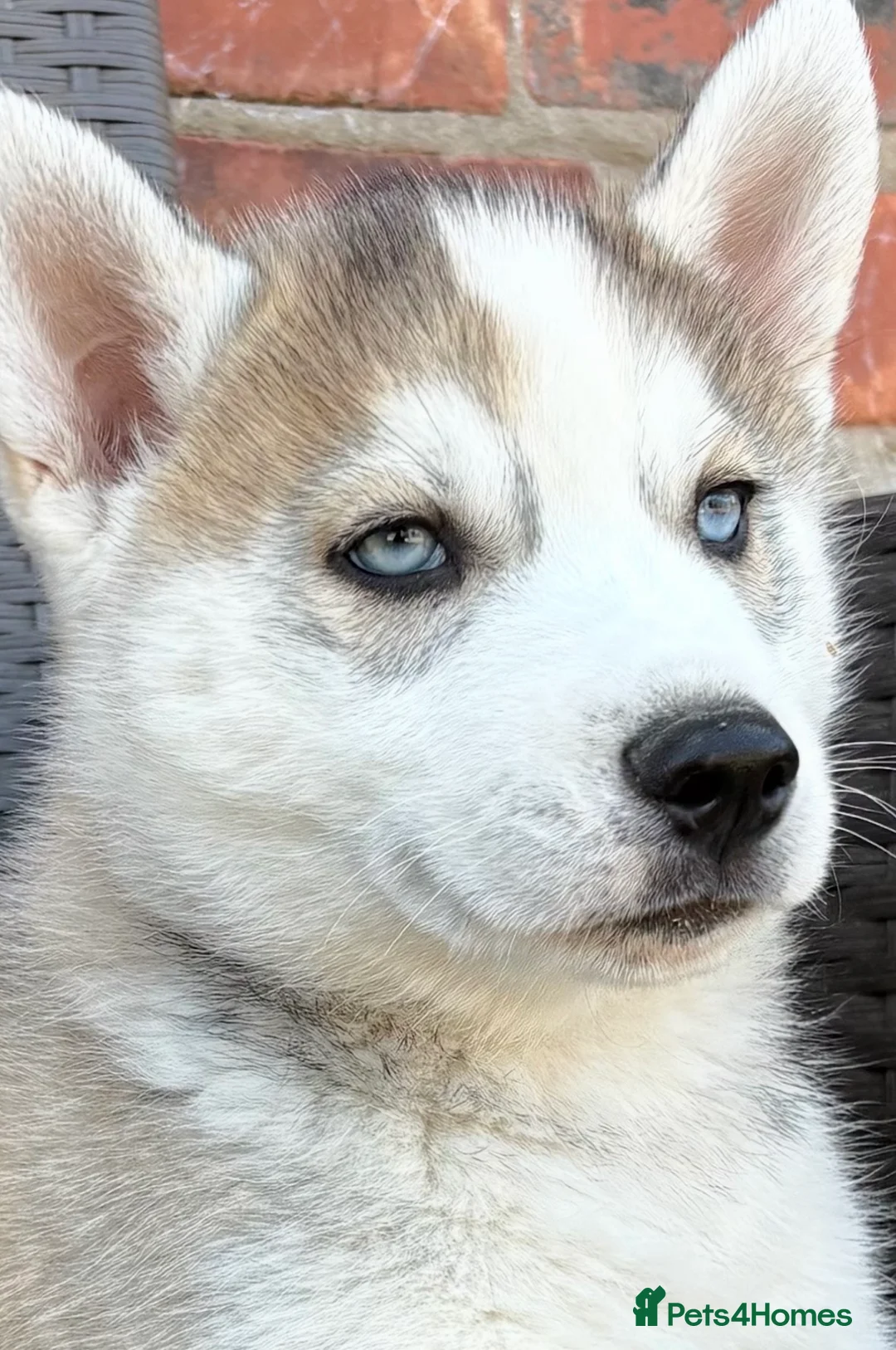 Siberian Husky dogs for sale: Siberian husky puppy boys  - Advert 2