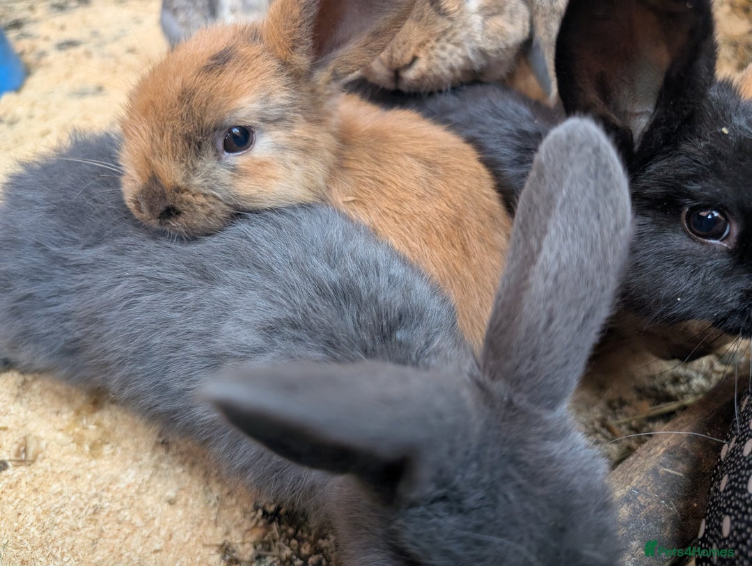 Mini Lop rabbits for sale: Mini lop baby rabbits  - Image 7