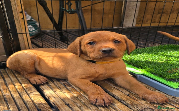 Labrador Retriever dogs - Advert 1