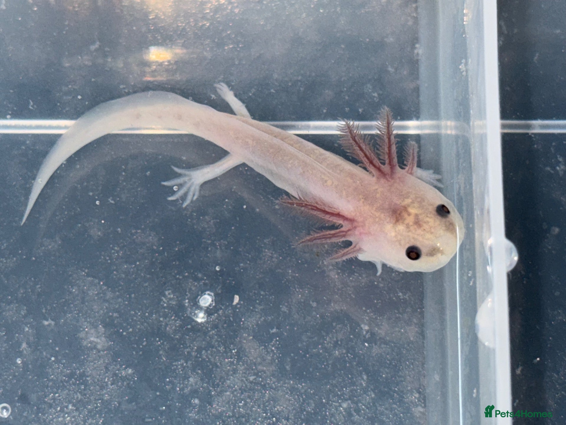 Axolotl reptiles Axolotl juveniles  - Advert 18