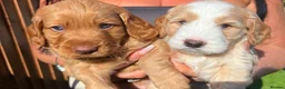 Cockapoo dogs for sale: Stunning cockapoo puppies in Beccles - Advert 12