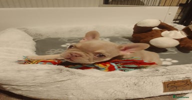 French Bulldog dogs - Advert 5