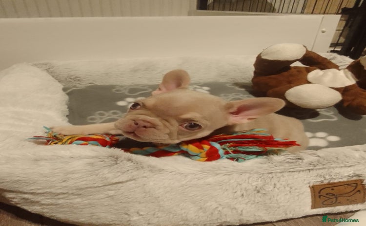 French Bulldog dogs - Advert 1