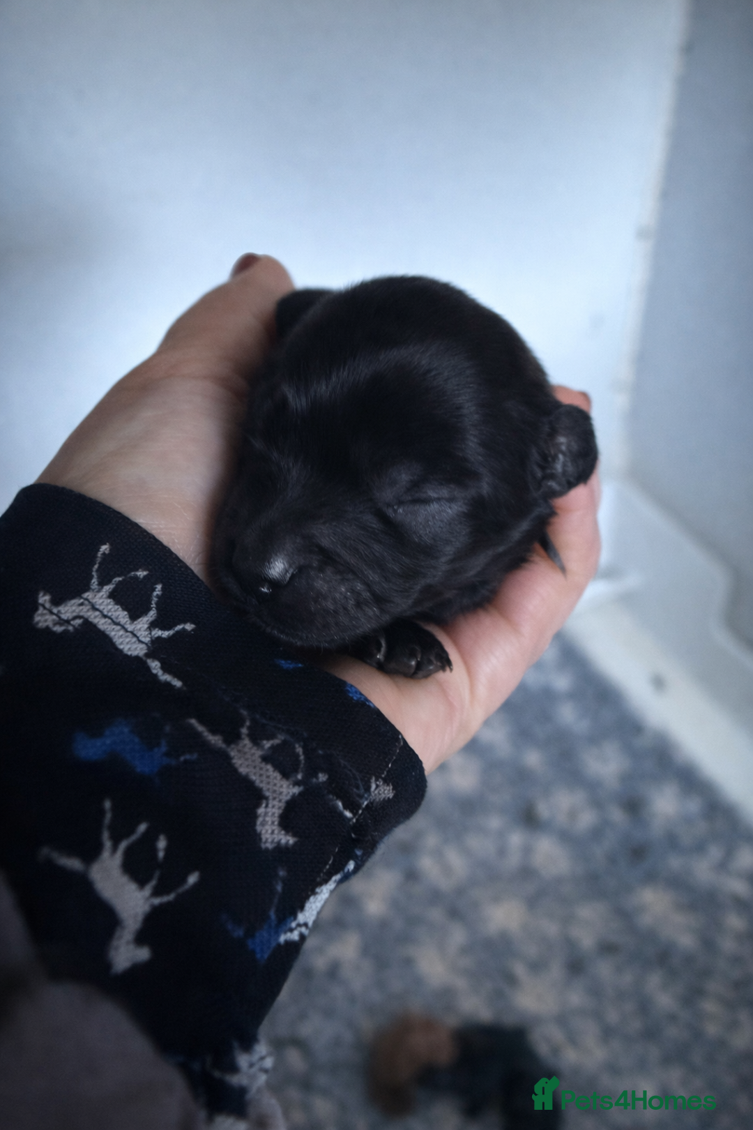 Cockapoo dogs for sale: Stunning Toy Cockapoo pups- health tested - Advert 5