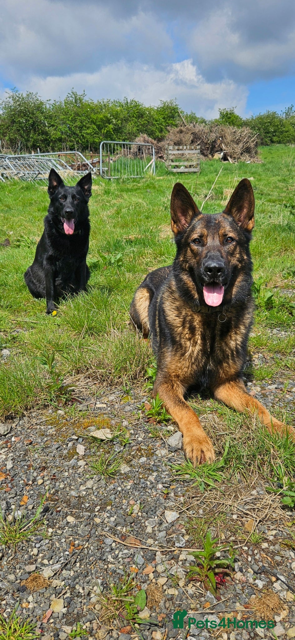 German Shepherd dogs for sale: Kc reg working line German shepherd pups - Advert 1