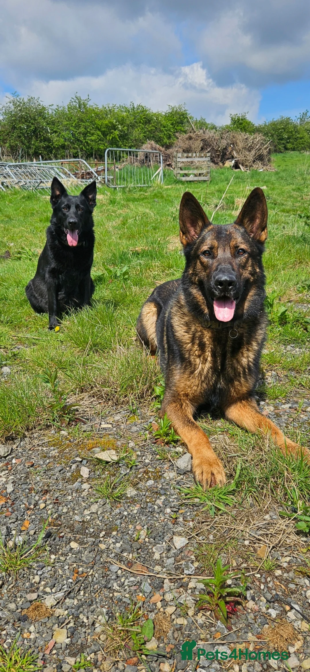German Shepherd dogs for sale: Kc reg working line German shepherd pups in Barnsley - Advert 1