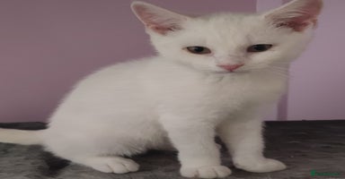 British Shorthair cats - Advert 7