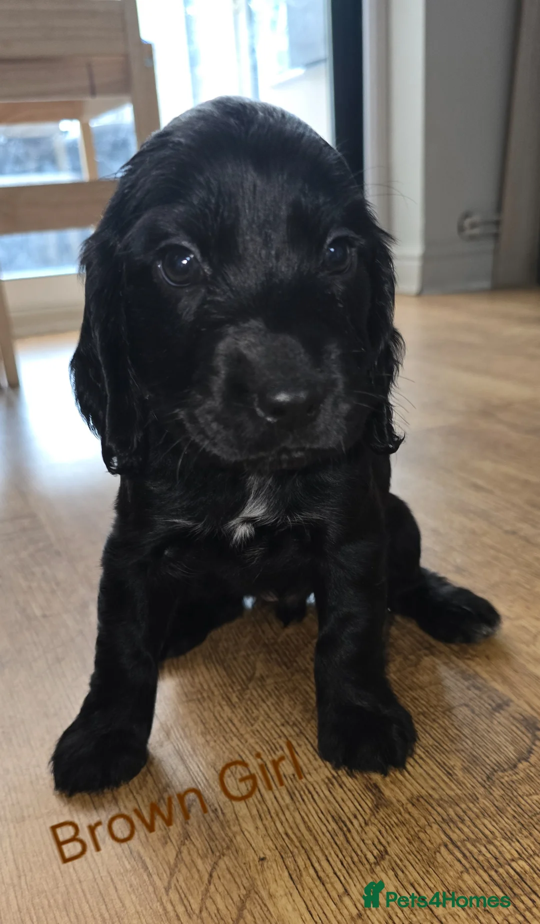 Cocker Spaniel dogs for sale: Gorgeous Cocker Spaniel Girl Puppies in Skelmersdale - Advert 2