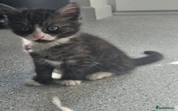 British Shorthair cats for sale: Lovely little British short haired kittens  - Image 8