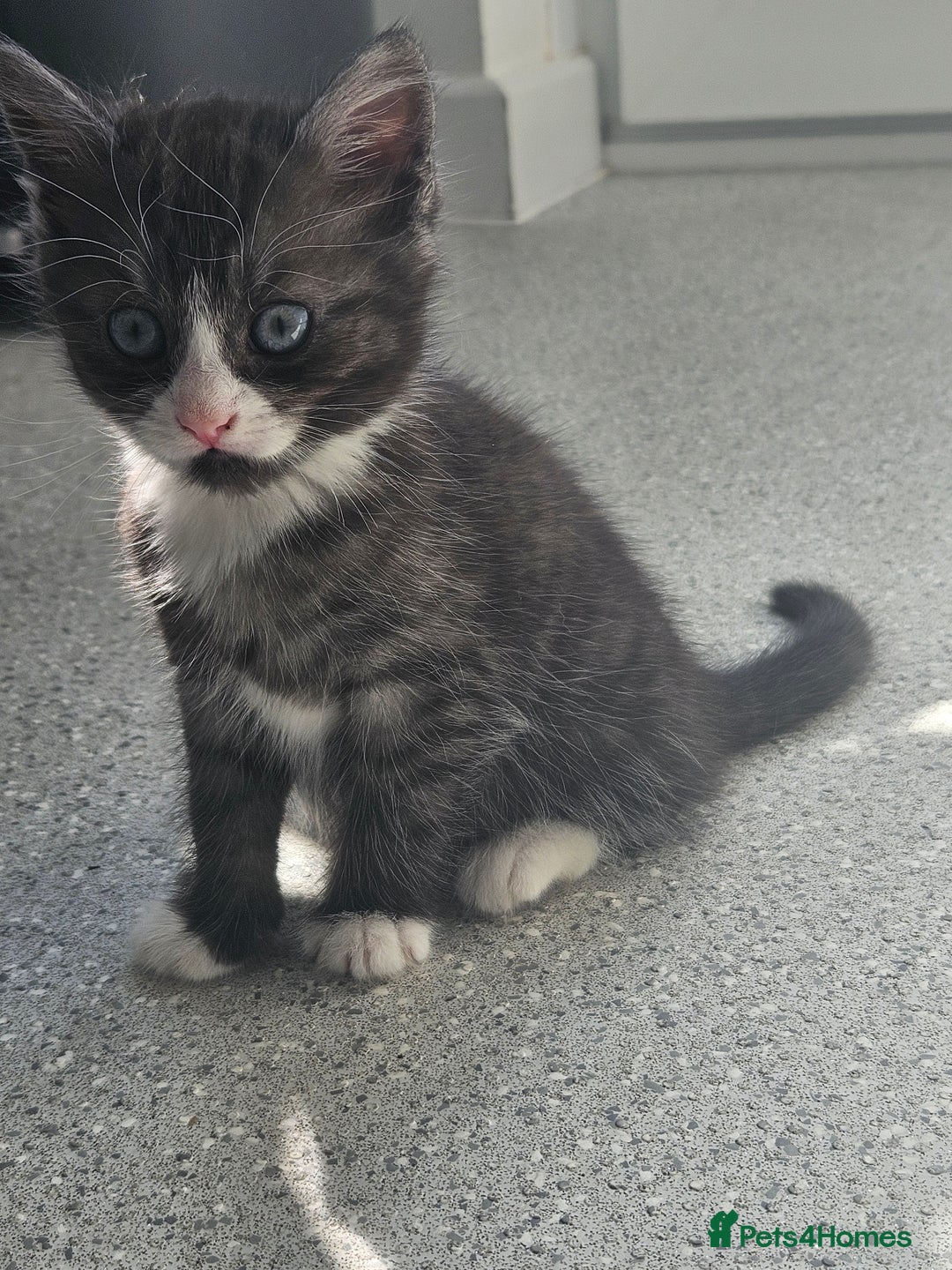 British Shorthair cats for sale: Lovely little British short haired kittens  - Image 8