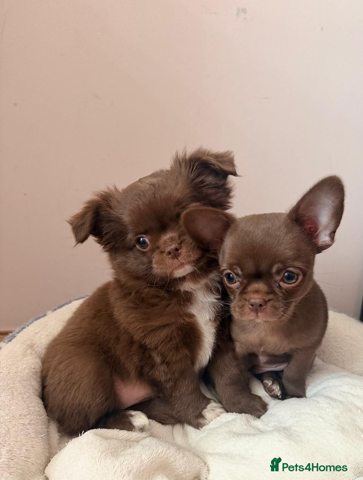 Chihuahua dogs KC puppies for sale  - Advert 17