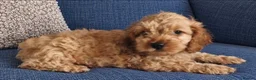 Cockapoo dogs for sale: Beautiful Cockapoo Puppies – 1 Girl & 2 Boys 🐶 - Advert 2