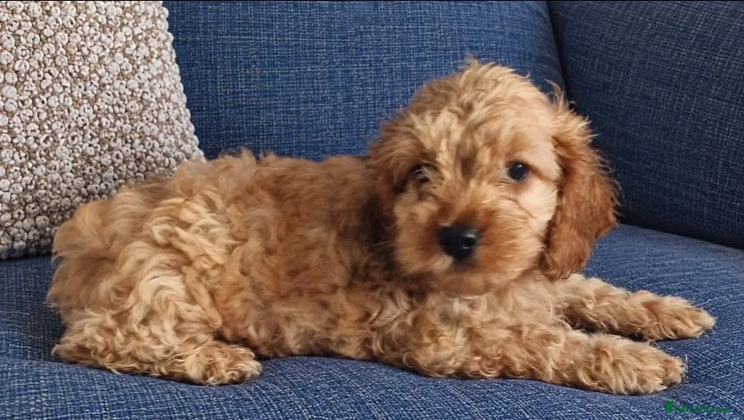 Cockapoo dogs for sale: Beautiful Cockapoo Puppies – 1 Girl & 2 Boys 🐶 - Advert 2