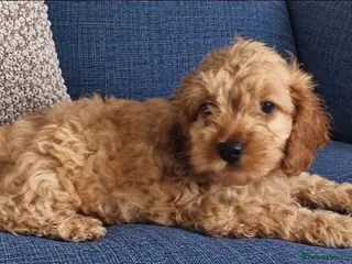 Cockapoo dogs Beautiful Cockapoo Puppies – 1 Girl & 2 Boys 🐶 - Advert 6