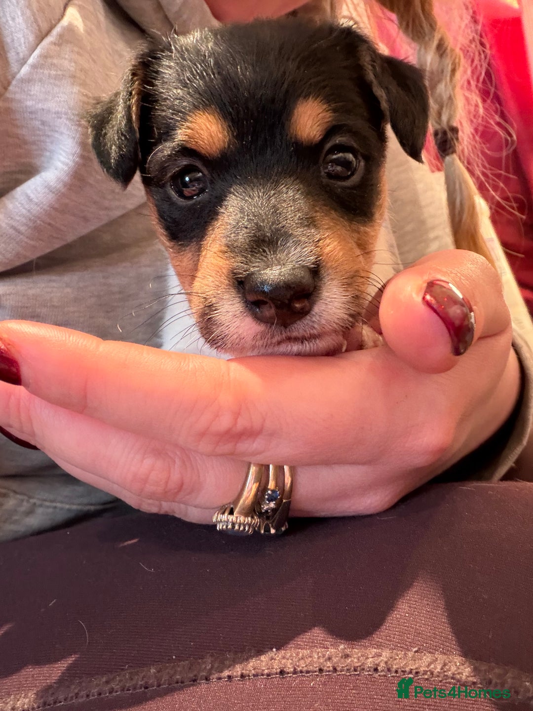 Mixed Breed dogs for sale: Jack Russell x Fox Terrier puppies - Advert 4